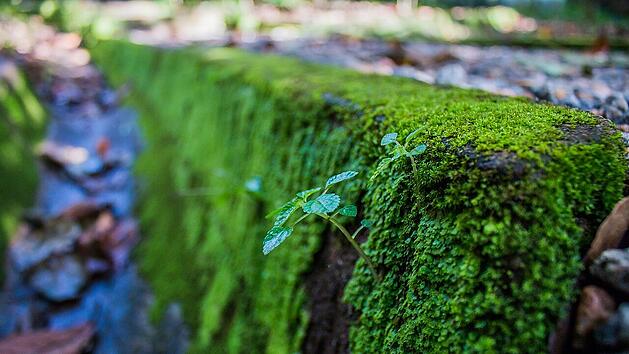 Moos kann sich schnell verbreiten.