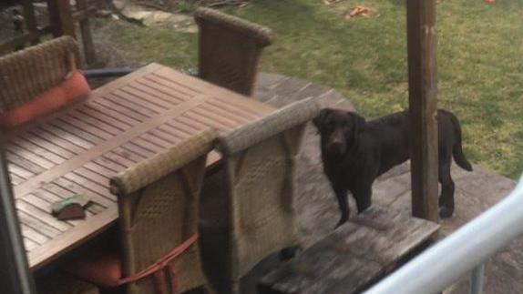 Sehr viele Leute, teils aus 300 Kilometer Entfernung, haben angerufen, um zu erfahren, ob der zwischen Neunkirchen und Dormitz herumirrende Labrador ihr vermisster Hund ist. Genauso viele Meldungen sind von Menschen eingegangen, die den Hund gesehen haben. Foto: Petra Malbrich