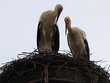 Kurz nach 15 Uhr landeten die Störche im Nest auf dem Mönchsturm.  Foto: Markus Reeh