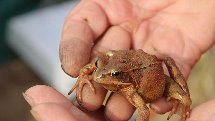 Springfrosch kurz vor dem Start