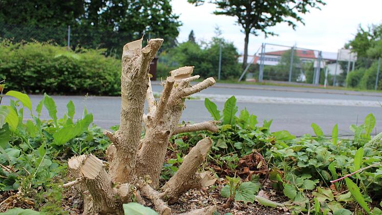 Mit etwas Glück treibt dieser radikal zurückgeschnittene Buchsbaum an der Lerchenstraße in Höchstadt-Süd noch einmal aus. Ob er sich dann aber  lange hält?  Foto: Andreas Dorsch