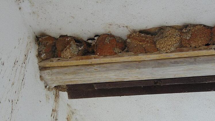 Unzählige Schwalben haben sich im Torbogen zum Eingang in  den Hof der Brauerei und Klosterkirche Weißeohe  eingenistet. Foto:  Petra Malbrich