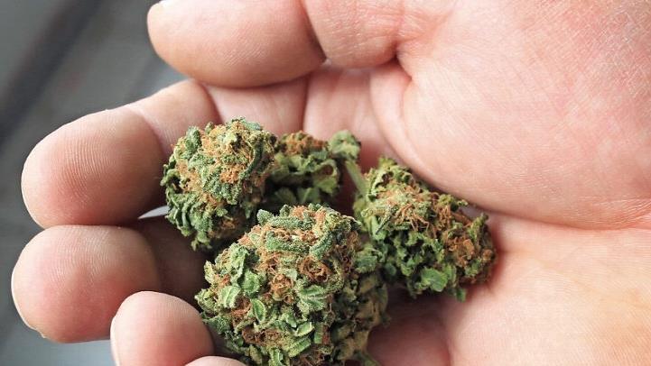 Cannabisblüten hat der Angeklagte in Keksen verarbeitet. Foto: Karl-Josef Hildenbrand/dpa