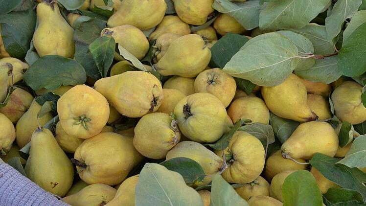 Foto: Ronald Rinklef