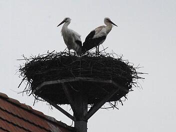 Das Westheimer Storchenpaar ist wieder vereint. Foto: Wolfgang Schwarz