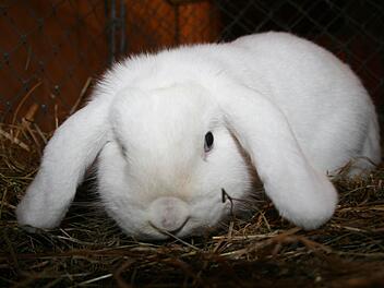 Wer kann diesem Blick schon widerstehen? Dieses und viele andere Kaninchen gab es bei der Lokalschau der Kleintierzüchter zu sehen.Fotos: Gabriele Sell