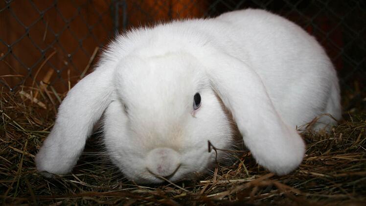 Wer kann diesem Blick schon widerstehen? Dieses und viele andere Kaninchen gab es bei der Lokalschau der Kleintierzüchter zu sehen.Fotos: Gabriele Sell