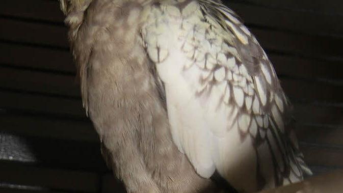 Der Nymphensittich ist ein Neuzugang - viele bewunderten den ausgesprochen hübschen Vogel.