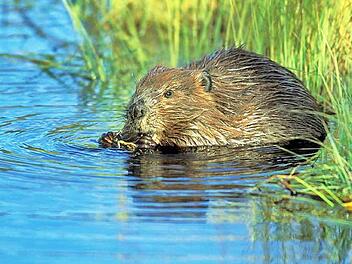 Der Biber ist wieder überall im Landkreis an den Gewässern vertreten.  Foto: CT-Archiv