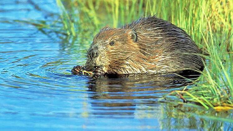 Der Biber ist wieder überall im Landkreis an den Gewässern vertreten.  Foto: CT-Archiv