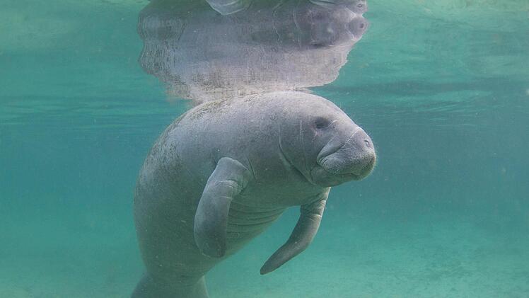 Knuffig: ein Florida Manatee Foto: pclark2 - stock.adobe.com