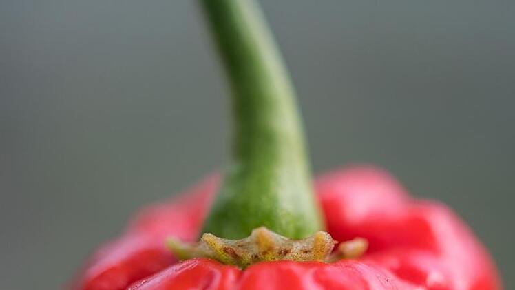 Schärfste Chili