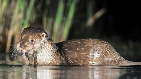 Fischotter sind überwiegend nachts aktiv.  Foto: dpa