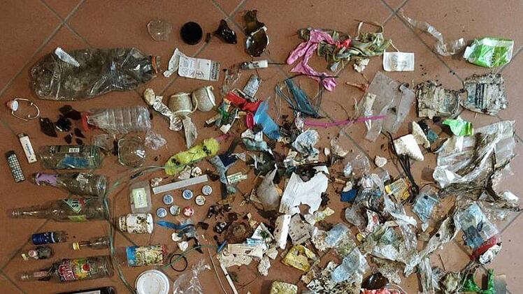 Die Ausbeute eines Spaziergangs. Foto: Linda Schmidt