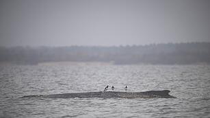 Rettungsaktion f&uuml;r Buckelwal