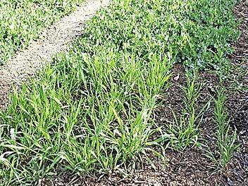 Winterroggen eignet sich zur Gründüngung. Foto: Bayerische Gartenakademie