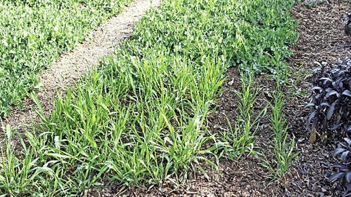 Winterroggen eignet sich zur Gründüngung. Foto: Bayerische Gartenakademie