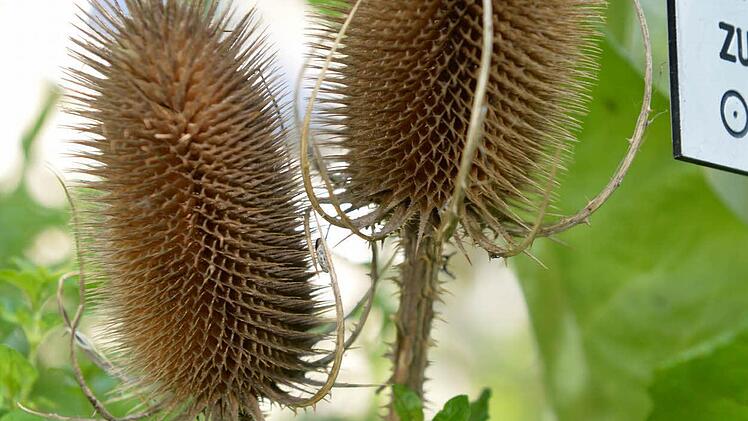Wilde Karde: Der Extrakt der Wurzeln wird bei Borreliose angewendet, alkoholische Auszüge der ganzen Pflanze dienen als Einreibungen bei Gicht, Rheuma und rissiger Haut. Doch die Oberfranken schätzen darüberhinaus die Kardenköpfe auch in der Textilverarbeitung - zum Aufrauhen von Stoffen.