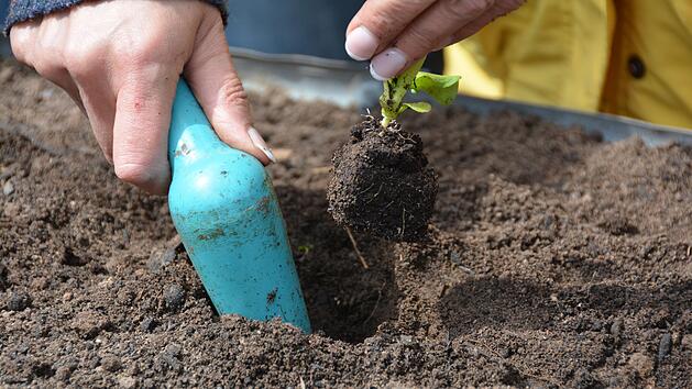 So setzt man junge Salatpflanzen.