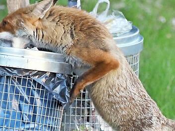 Immer mehr Füchse zieht es in Ortschaften, weil dort Futter oftmals leichter zu finden ist, wie in der Natur, beispielsweise in öffentlichen Abfalllkörben. In Kleinwenkheim besucht ein Fuchs immer wieder Gärten, haben die Bürger festgestellt .  Foto: Jörg Carstensen/dpa