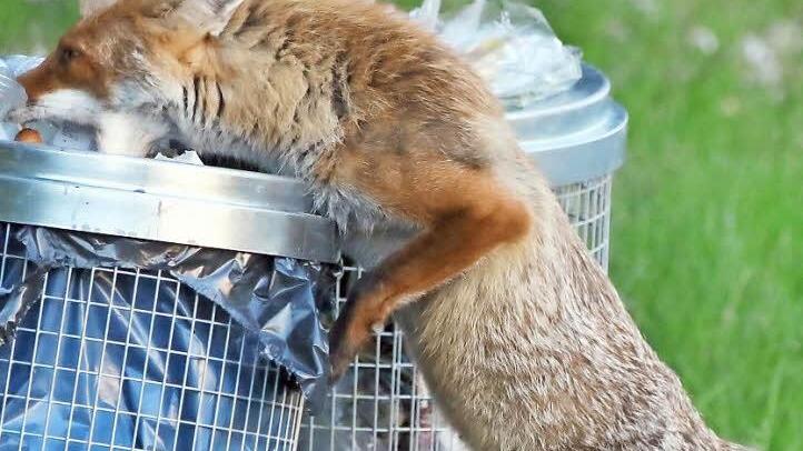 Immer mehr Füchse zieht es in Ortschaften, weil dort Futter oftmals leichter zu finden ist, wie in der Natur, beispielsweise in öffentlichen Abfalllkörben. In Kleinwenkheim besucht ein Fuchs immer wieder Gärten, haben die Bürger festgestellt .  Foto: Jörg Carstensen/dpa
