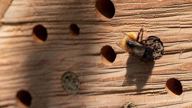 Der ideale Standort für ein Insektenhotel ist etwa 50 Zentimeter über den Boden, auf einer sonnigen, freien Fläche. Es sollte jedoch vor Regen und Wind geschützt sein. Die offene Seite des Insektenhotels sollte nach Süden ausgerichtet sein.Idealerweise befindet sich in der Nähe noch eine Wasserstelle.