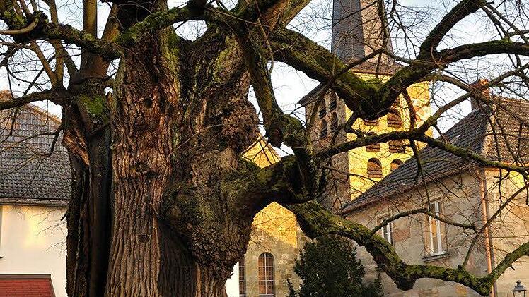 Die knorrige Dorflinde vor der Kirche.  Foto: Harald Koch