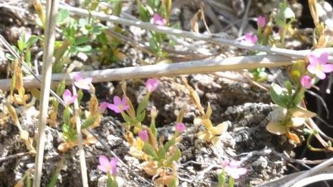 Unscheinbar: das Kleine Tausendgüldenkraut.