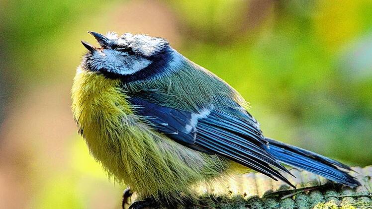 Kranke Blaumeise