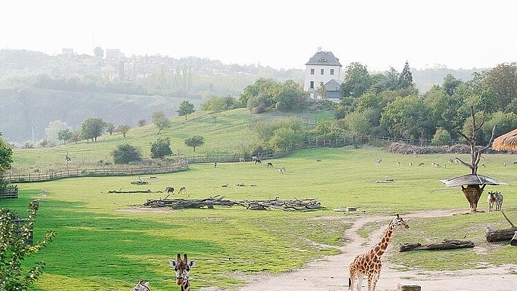 Die weitläufigen Tiergehege auf einem Hügel an der Moldau machen den Prager Zoo sehenswert.