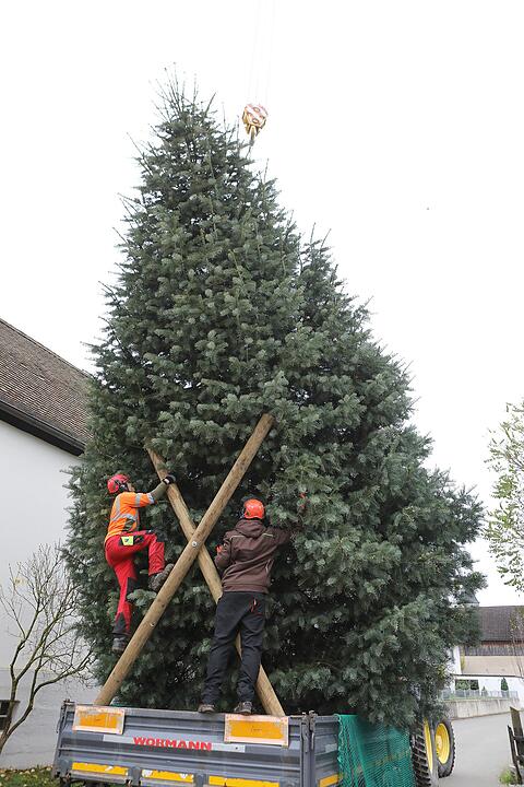 Christbaum kommt aus Schlaifhausen  auf den Forchheimer Rathausplatz