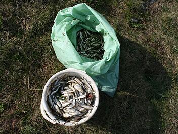 Aus der Sulz sammelten Mitarbeiter des Wasserwirtschaftsamtes hauptsächlich tote Rotaugen und Rotfedern. Foto: Wasserwirtschaftsamt