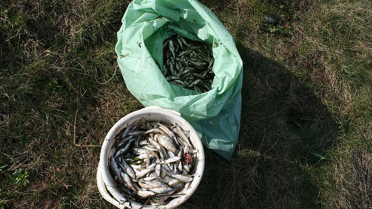 Aus der Sulz sammelten Mitarbeiter des Wasserwirtschaftsamtes hauptsächlich tote Rotaugen und Rotfedern. Foto: Wasserwirtschaftsamt