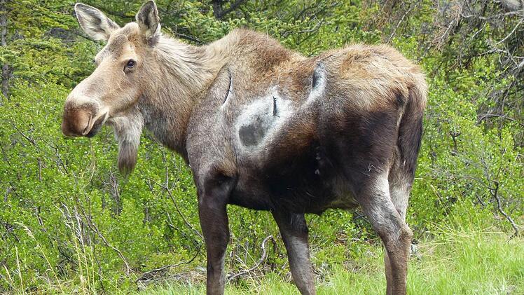 In den W&auml;ldern Alaskas leben jede Menge Elche. Foto: Manfred Wagner
