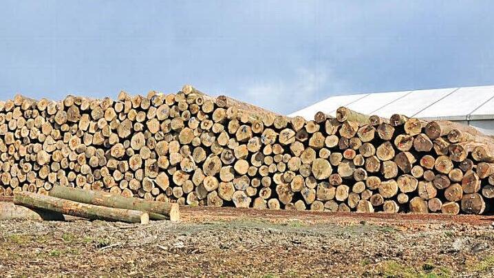 Die Firma Sägewerk Reitz kann heuer für eine gewisse Zeit eine weitere Fläche als Nasslagerplatz für Rundholz nutzen (im Vordergrund). Diese Fläche soll später wieder aufgegeben werden und das Holz an der Stelle gelagert werden, wo heute das Zelt (hinten) steht.  Foto: Ulrike Langer