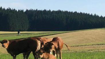Die Rinder bei einer Rast w&auml;hrend ihrer Flucht. Foto: privat