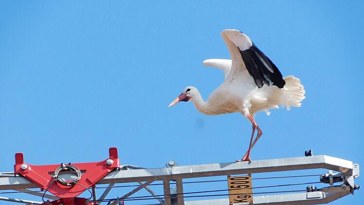 So ganz egal scheint "Heiner" die Renovierung seines Heims nicht zu sein. Er beobachtet die Arbeiten von höherer Warte aus.