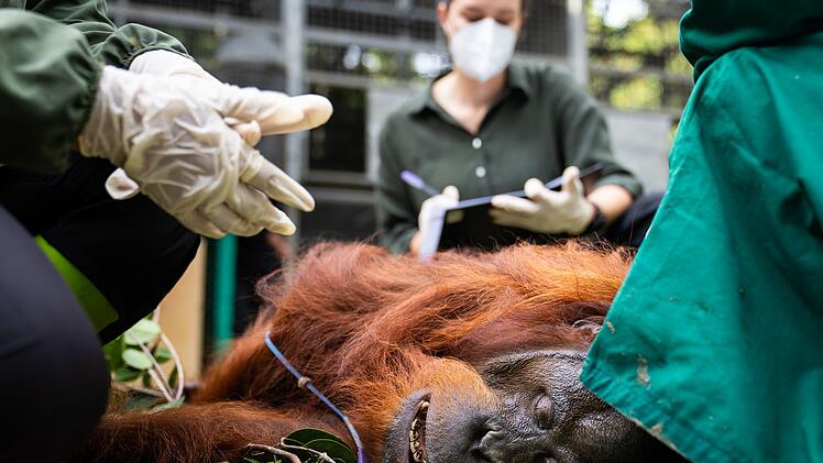 Die Untersuchungen der Orang-Utans sind nur unter Narkose m&ouml;glich, da die Tiere gef&auml;hrlich werden k&ouml;nnen.
