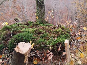 Als Material für die dienen Kunsthorste dienten Lärchenkanthölzer und -bretter sowie Äste und Moos. Foto: Manuel Lind