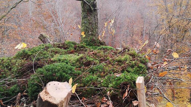 Als Material für die dienen Kunsthorste dienten Lärchenkanthölzer und -bretter sowie Äste und Moos. Foto: Manuel Lind