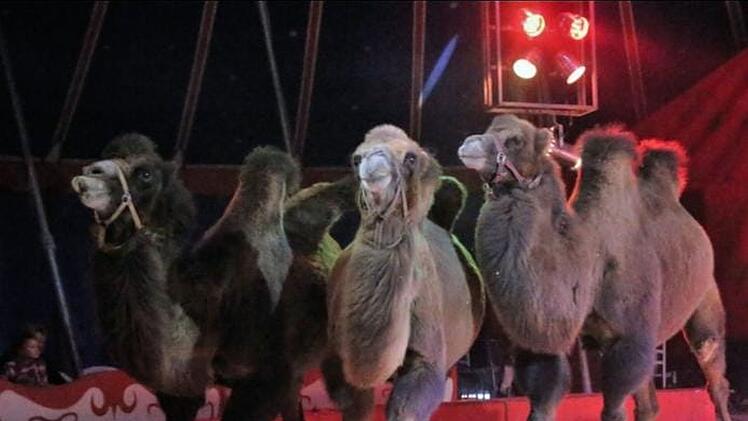 Forchheim: Circus Renz gastiert mit Weihnachtsshow