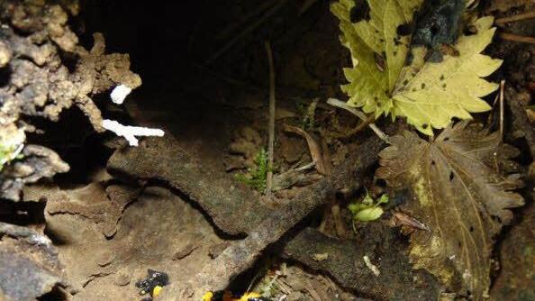 Auch seltene Feuersalamander haben ihren Lebensraum in den Sinterstufen.