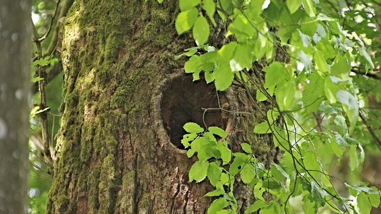 Eine Spechthöhle in luftiger Höhe