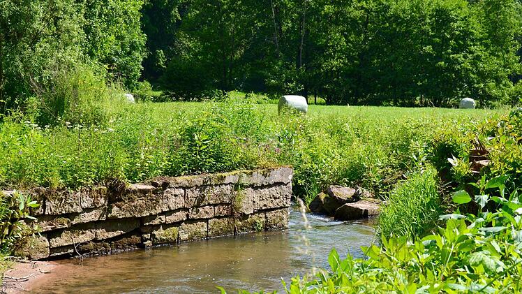 So sah das Bewässerungswehr noch im Juni aus: Ein Schenkel des Wehres war bereits eingefallen und die Anlage total zugewachsen. Foto: Kathrin Kupka-Hahn