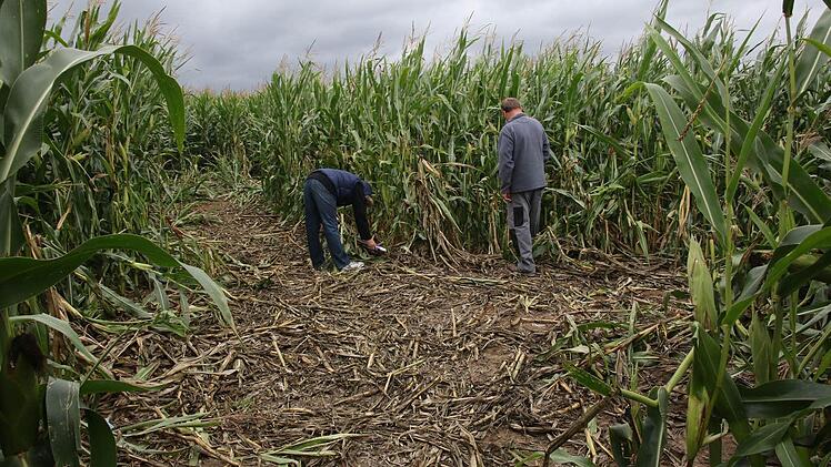 Das Landwirtsehepaar begutachtet den Schaden im Maisfeld.  Foto: Michael Stelzner