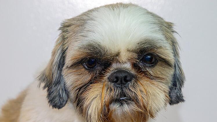 Shih Tzu´s gehört zu den am wenigsten effektiv arbeitenden Hunden.