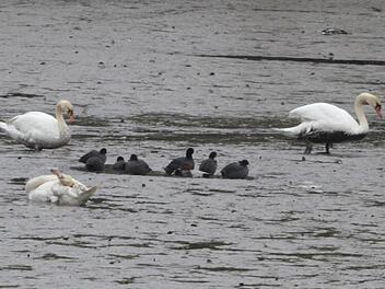 Zurzeit können die Ahorner Schwäne in ihrem Teich nur ein Schlammbad nehmen. Wenn sie das nicht wollen, erreichen sie aber spielend andere Gewässer. Foto: Rainer Lutz