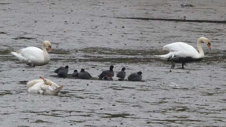Zurzeit können die Ahorner Schwäne in ihrem Teich nur ein Schlammbad nehmen. Wenn sie das nicht wollen, erreichen sie aber spielend andere Gewässer. Foto: Rainer Lutz