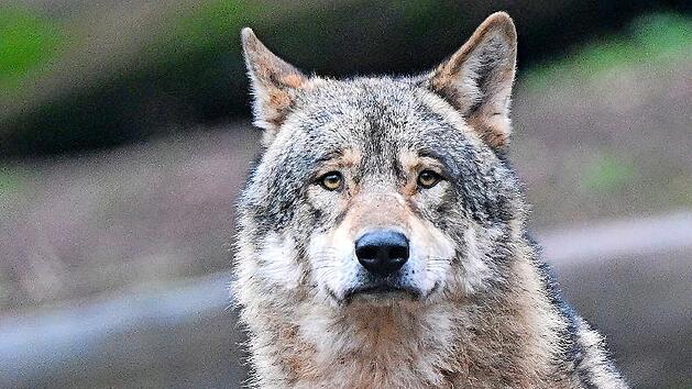 Mehrere Weidetier- und Gehegehalter schilderten anschaulich ihre teilweise drastischen Erlebnisse von Wolfs&uuml;bergriffen und -rissen.