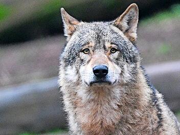 Mehrere Weidetier- und Gehegehalter schilderten anschaulich ihre teilweise drastischen Erlebnisse von Wolfsübergriffen und -rissen.